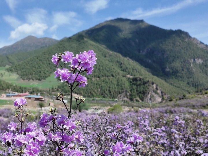 青海互助：杜鹃花开映高山   