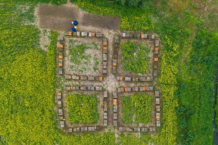 图片故事丨追花人家 甜在田间