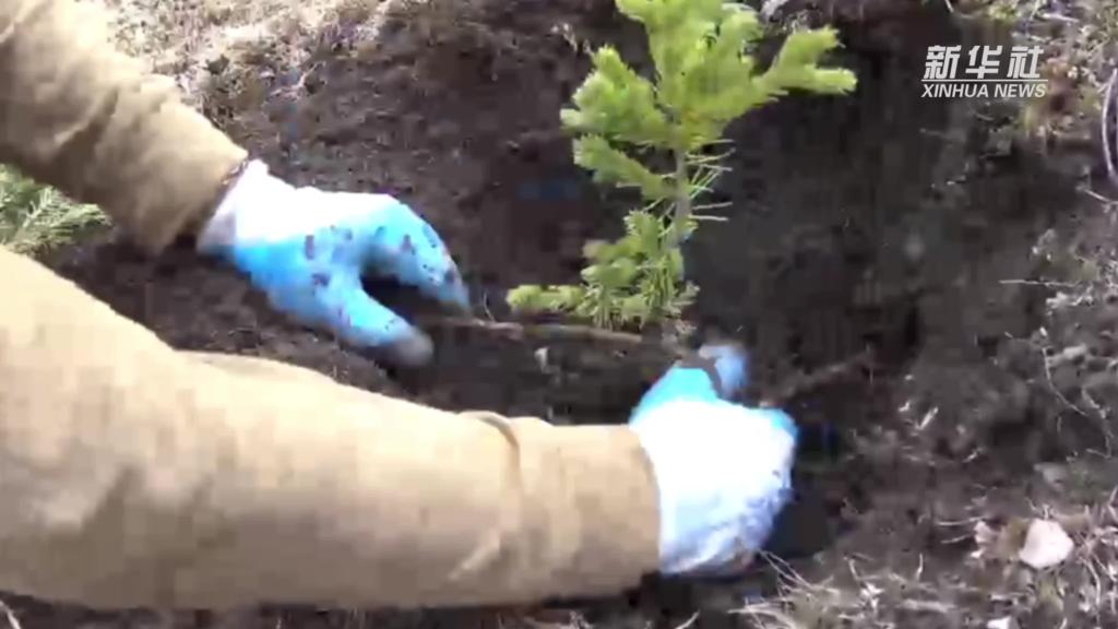 青海玛可河林区：加强生态保护，创新绿色发展新路径