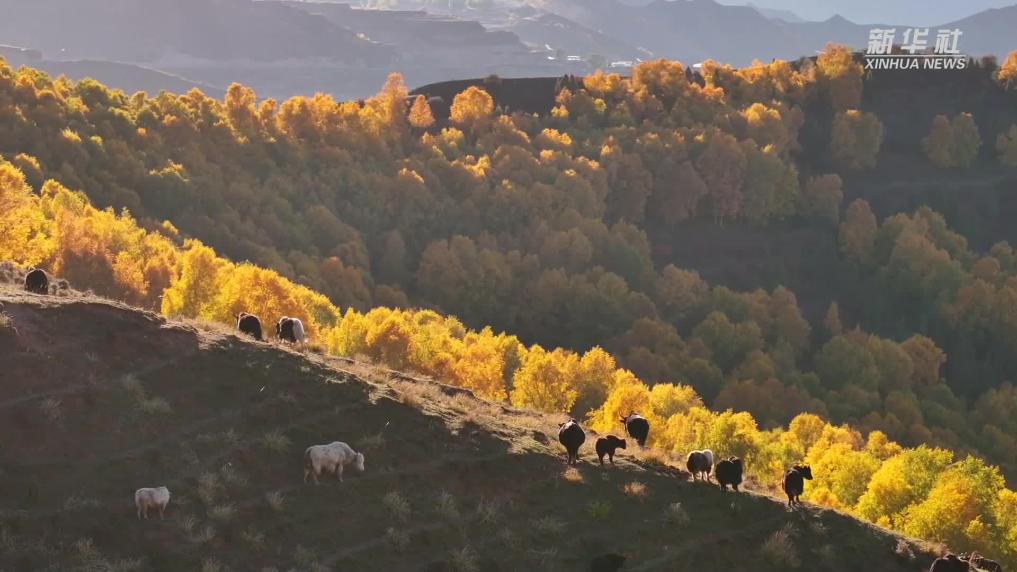 青海循化：水天一色 层林尽染